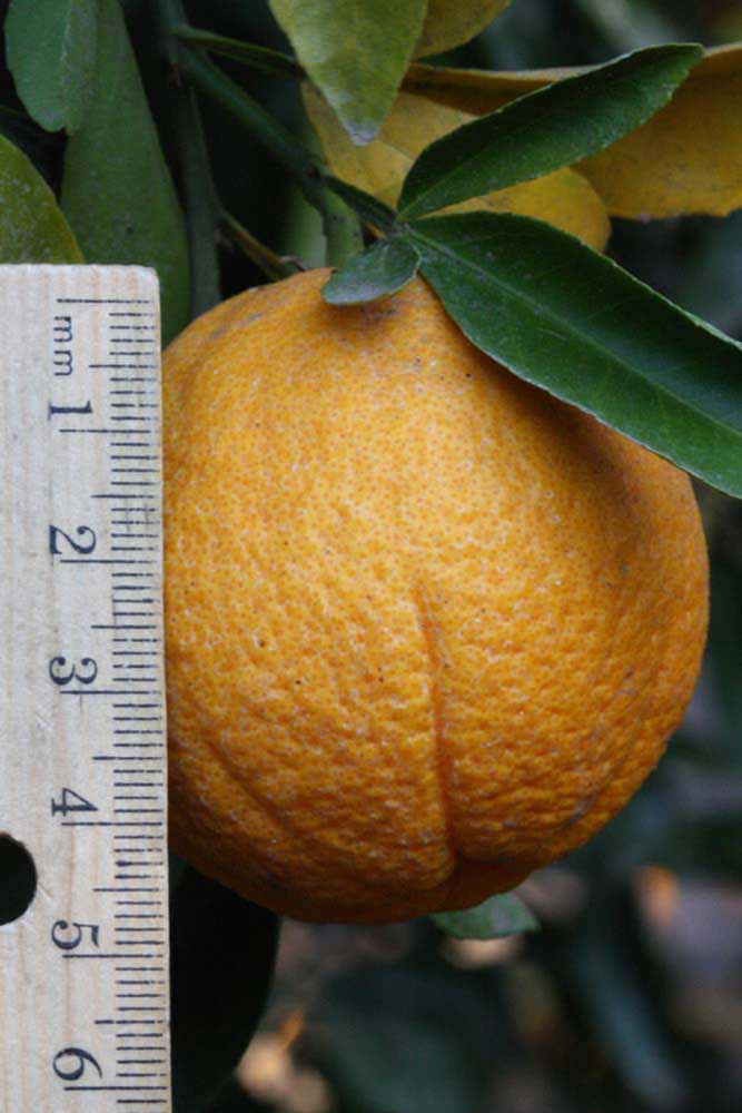              Fruit of  Citrus limon      x    Poncirus trifoliata         (1449 [citremon],   Riverside, CA)       